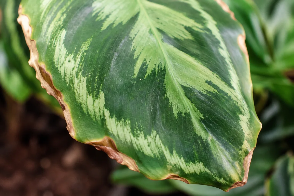 Close-up of Low Humidity on Calathea - diagnostic detail