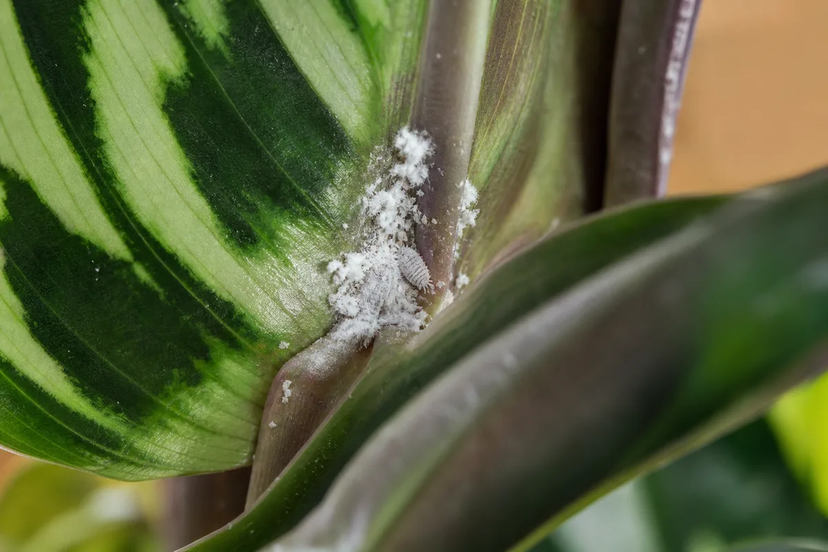 Close-up of mealybugs on Calathea - white cottony wax in a leaf axil with honeydew on patterned foliage