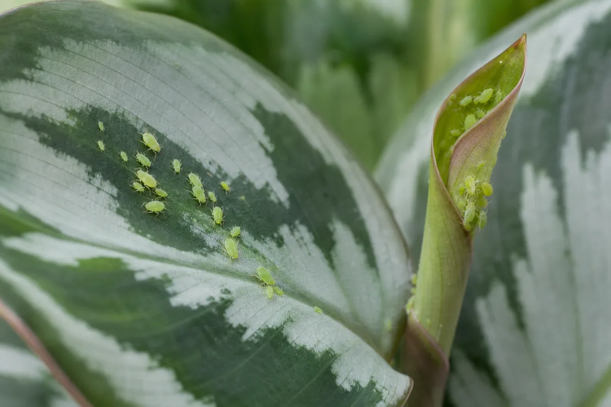 Close-up of Aphids on Calathea Medallion - diagnostic detail