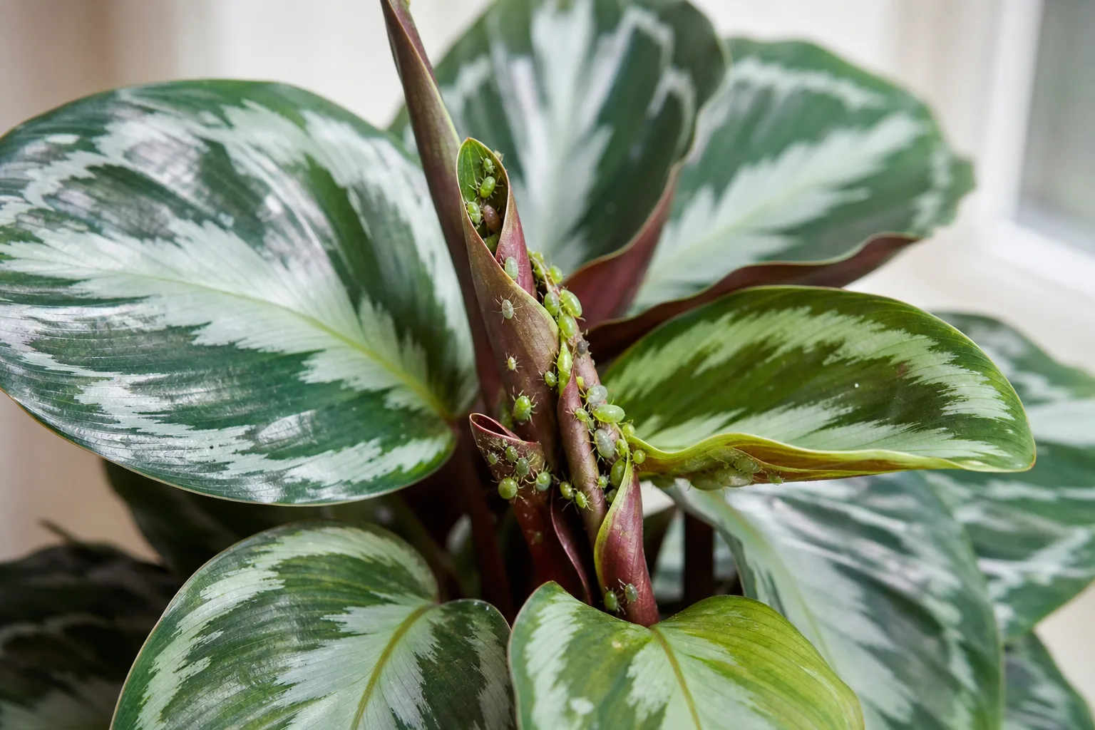 Aphids on Calathea Medallion - visible symptom on the plant