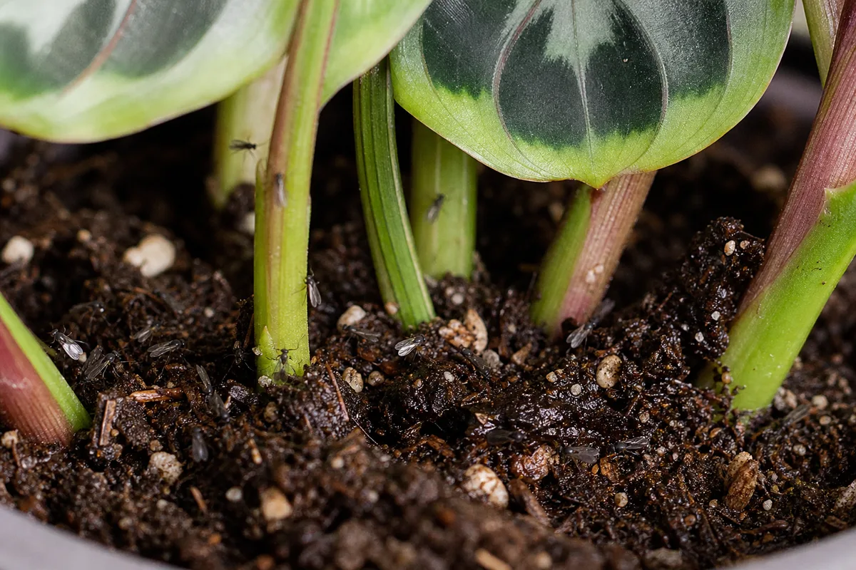 Close-up of Fungus Gnats on Calathea Medallion - diagnostic detail