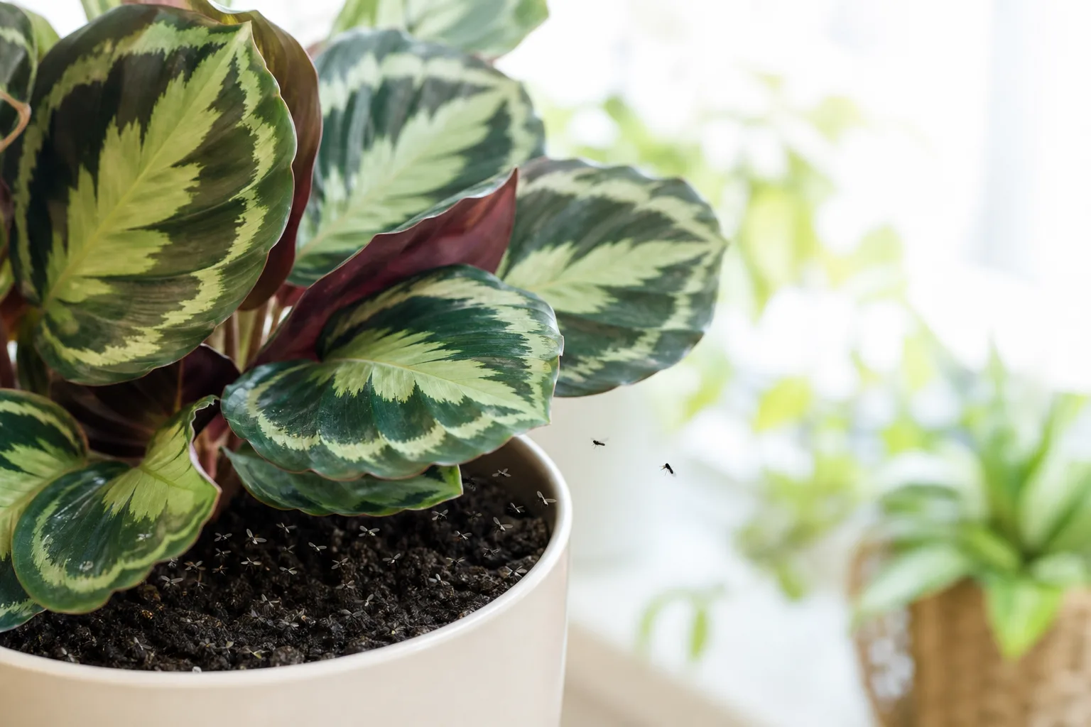 Fungus Gnats on Calathea Medallion - visible symptom on the plant