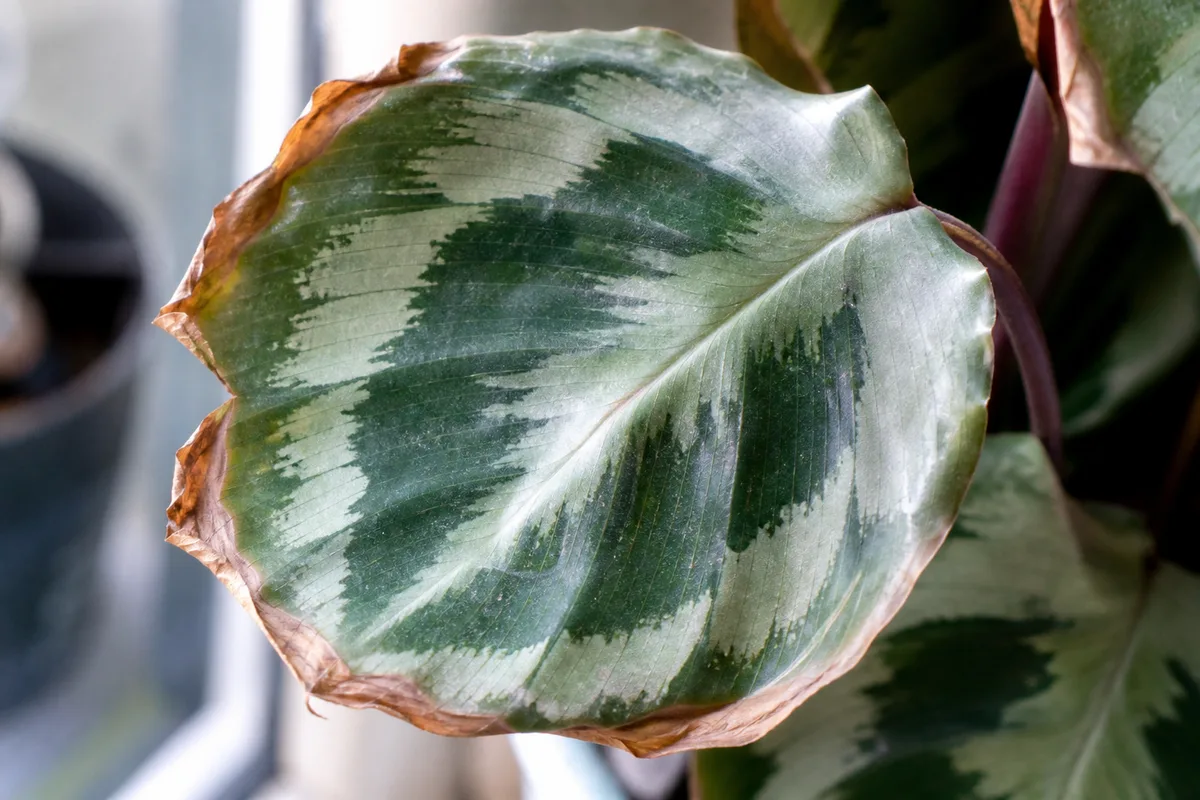 Close-up of Low Humidity on Calathea Medallion - diagnostic detail
