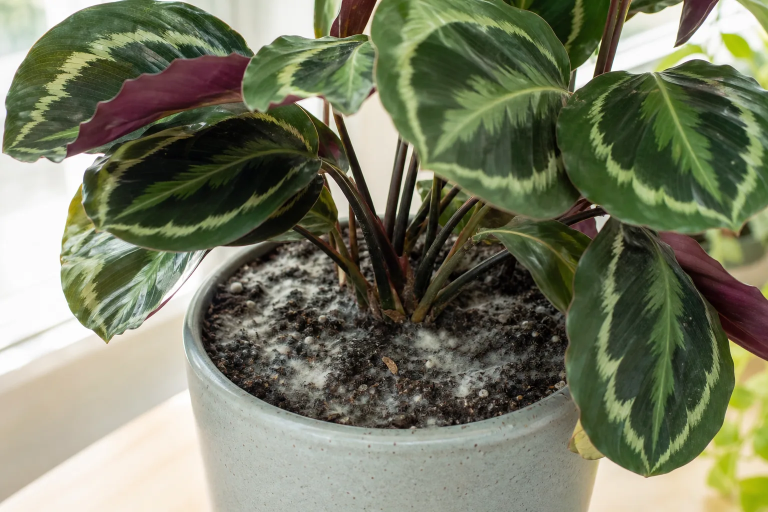 Mold on Soil on Calathea Medallion - visible symptom on the plant