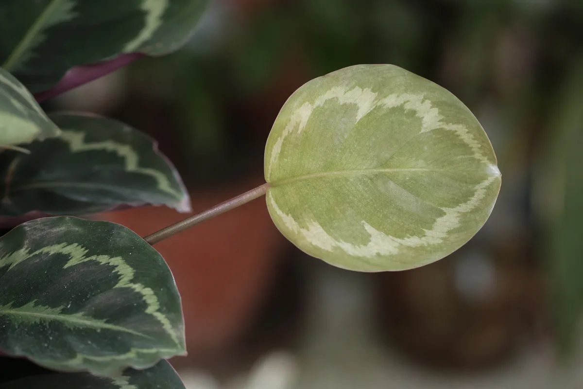 Close-up of low light on Calathea Medallion - small new round leaf with muddy faded green-and-cream pattern on a stretched petiole