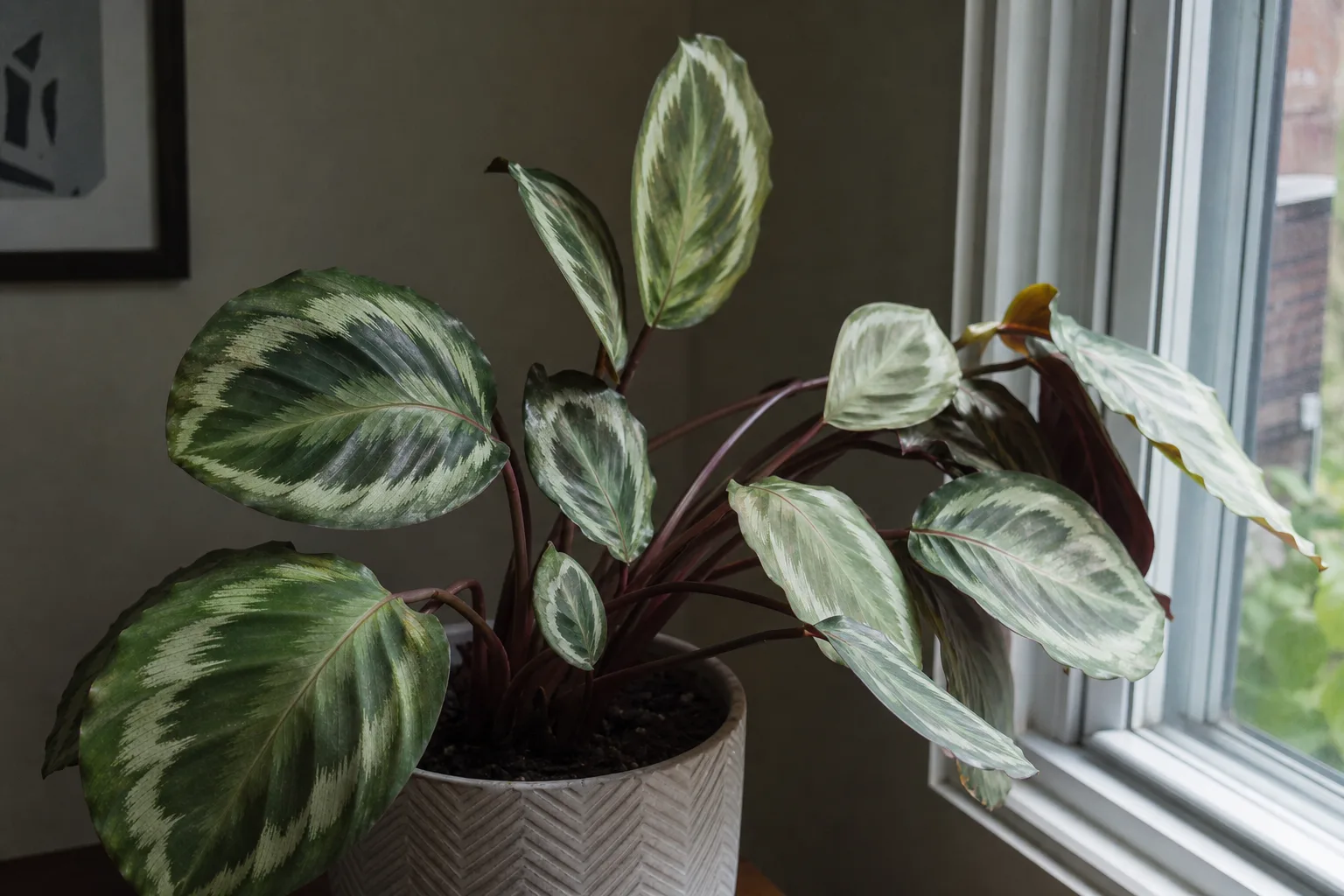 Not enough light on Calathea Medallion - stretched petioles and faded painted pattern on round leaves leaning toward a window