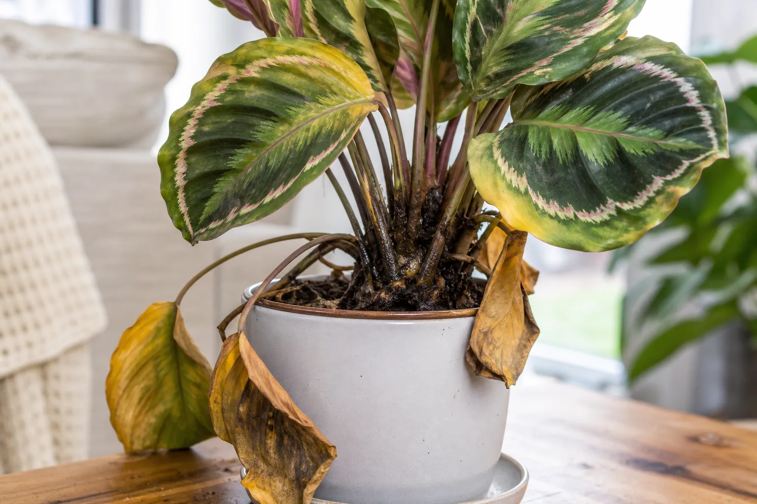 Root Rot on Calathea Medallion - visible symptom on the plant