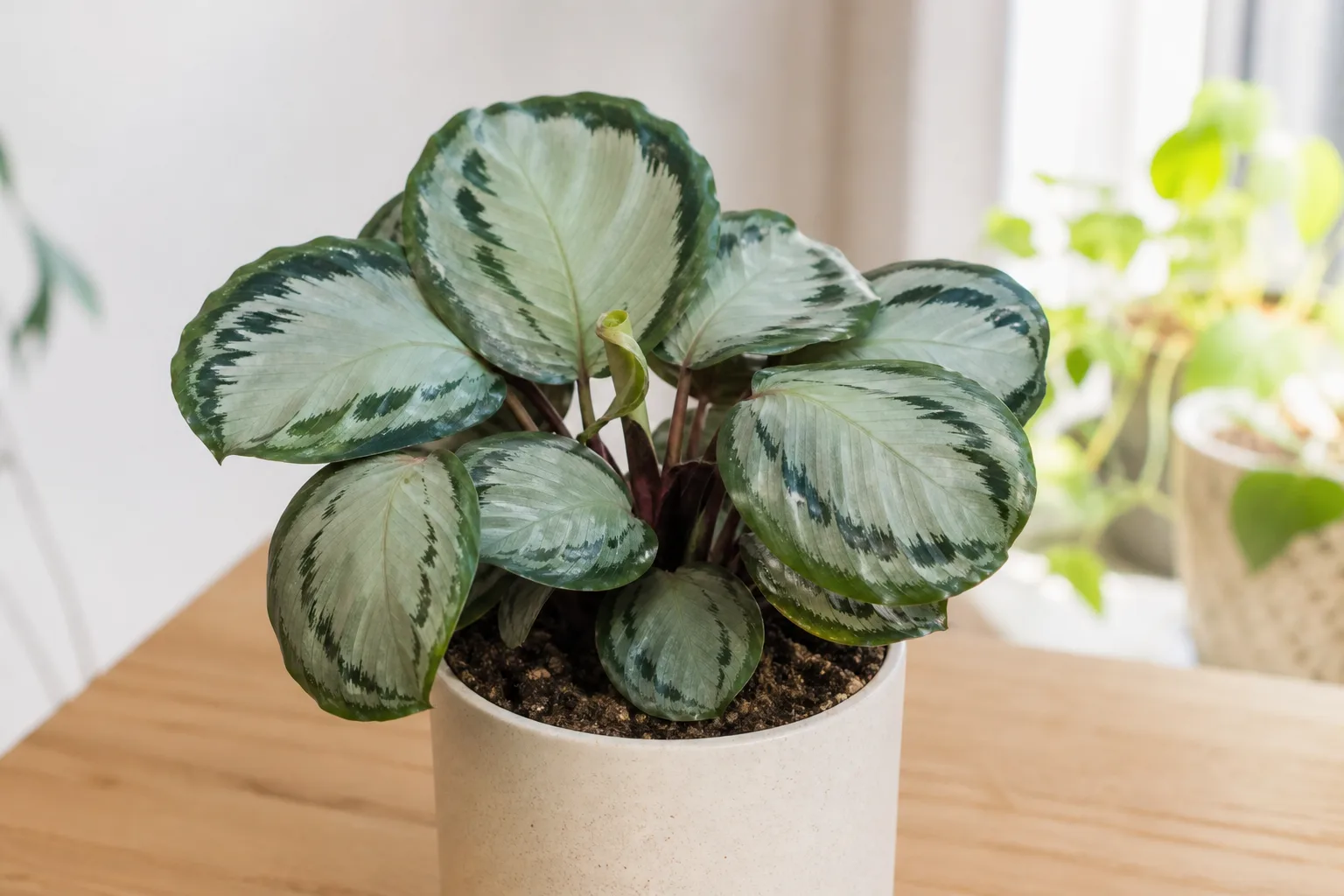 Slow Growth on Calathea Medallion - visible symptom on the plant