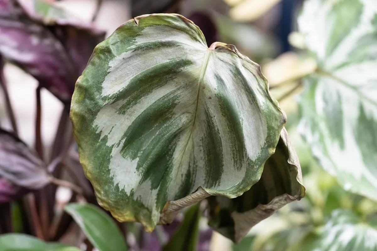 Close-up of Wilting on Calathea Medallion - diagnostic detail
