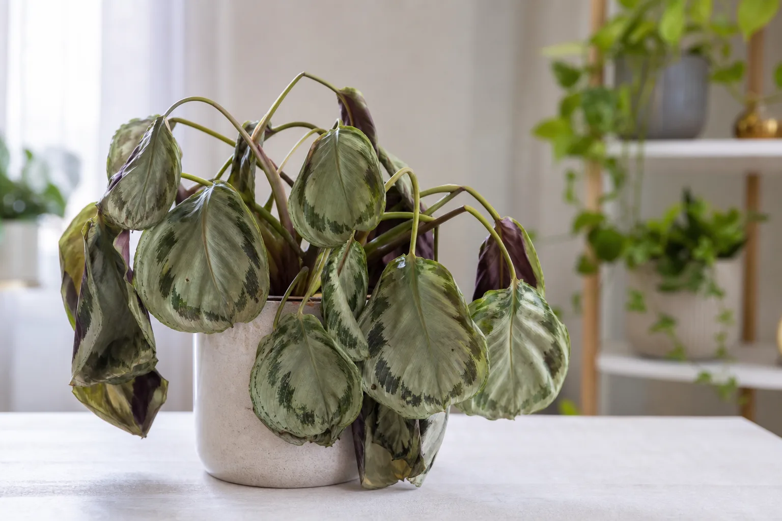 Wilting on Calathea Medallion - visible symptom on the plant