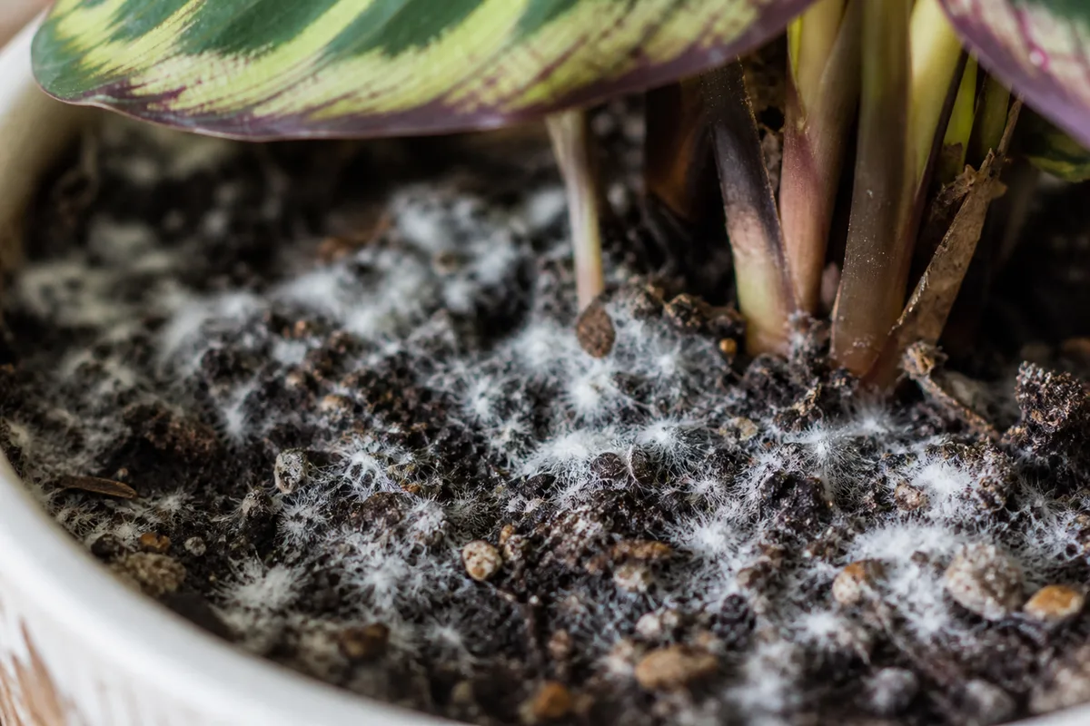 Close-up of mold on soil on Calathea - white fluffy mycelium on damp potting mix near the stem base