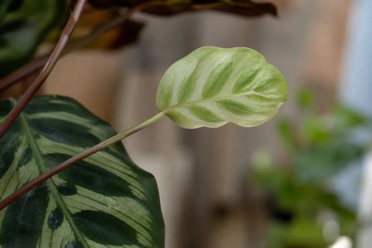Close-up of low light on Calathea - small pale new leaf on an elongated thin petiole with faded stripe pattern