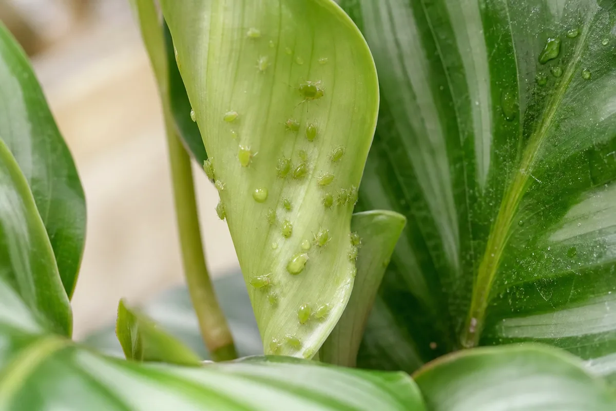 Close-up of aphids on Calathea Orbifolia - green pear-shaped insects on an unfurling leaf with shiny honeydew on the broad blade