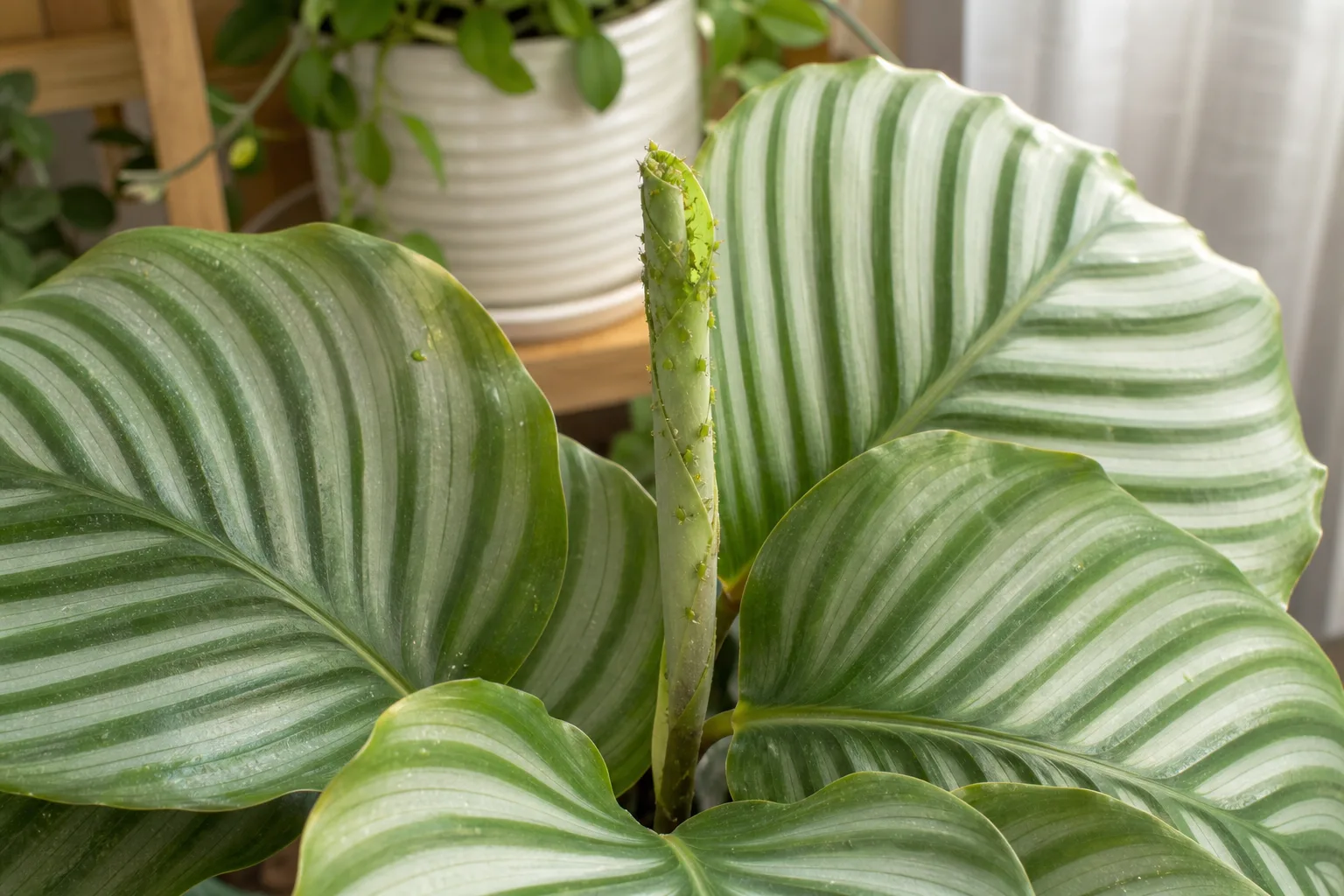 Aphids on Calathea Orbifolia - small insects clustering on unfurling silver-green leaves at the crown