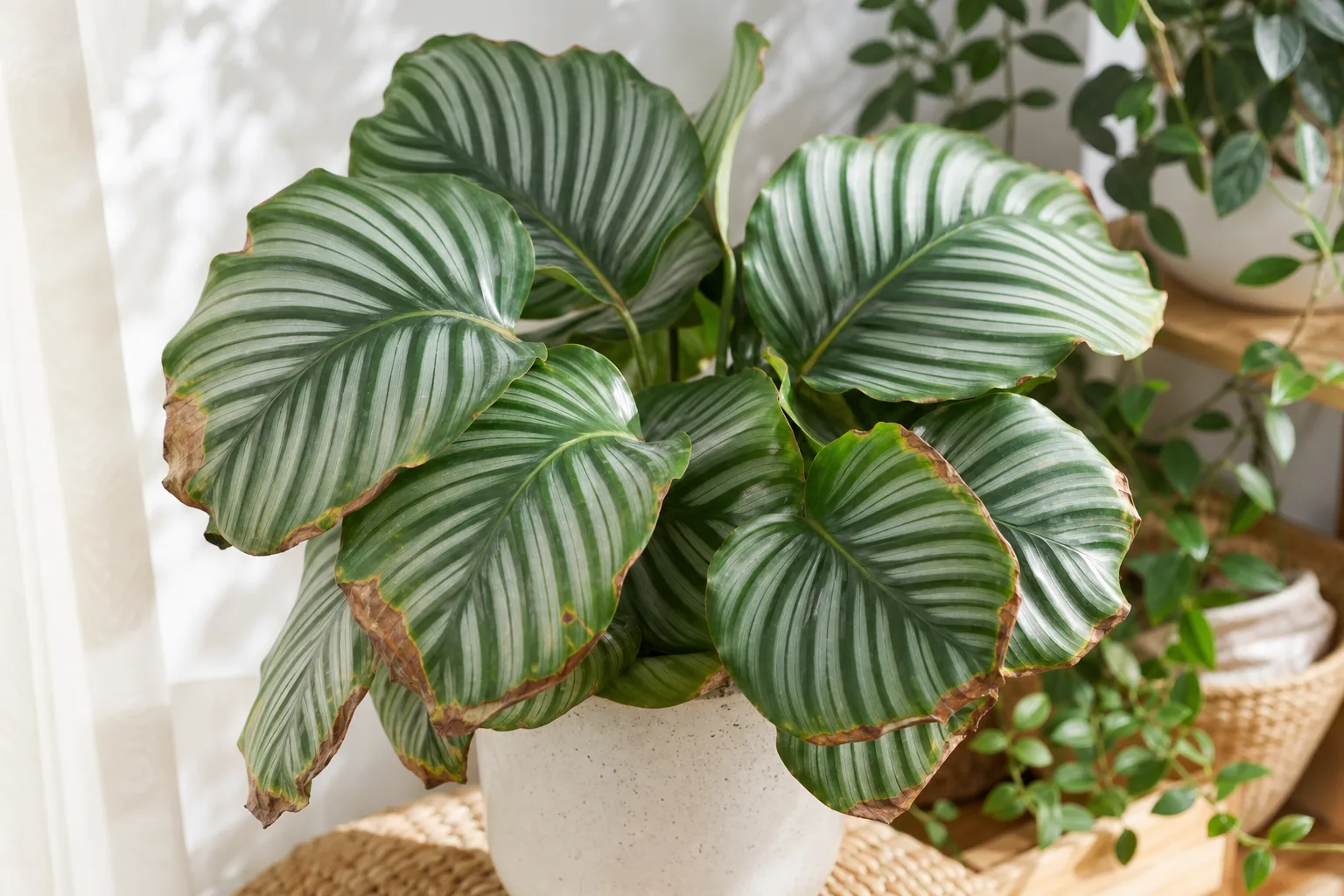 Brown Tips on Calathea Orbifolia - visible symptom on the plant