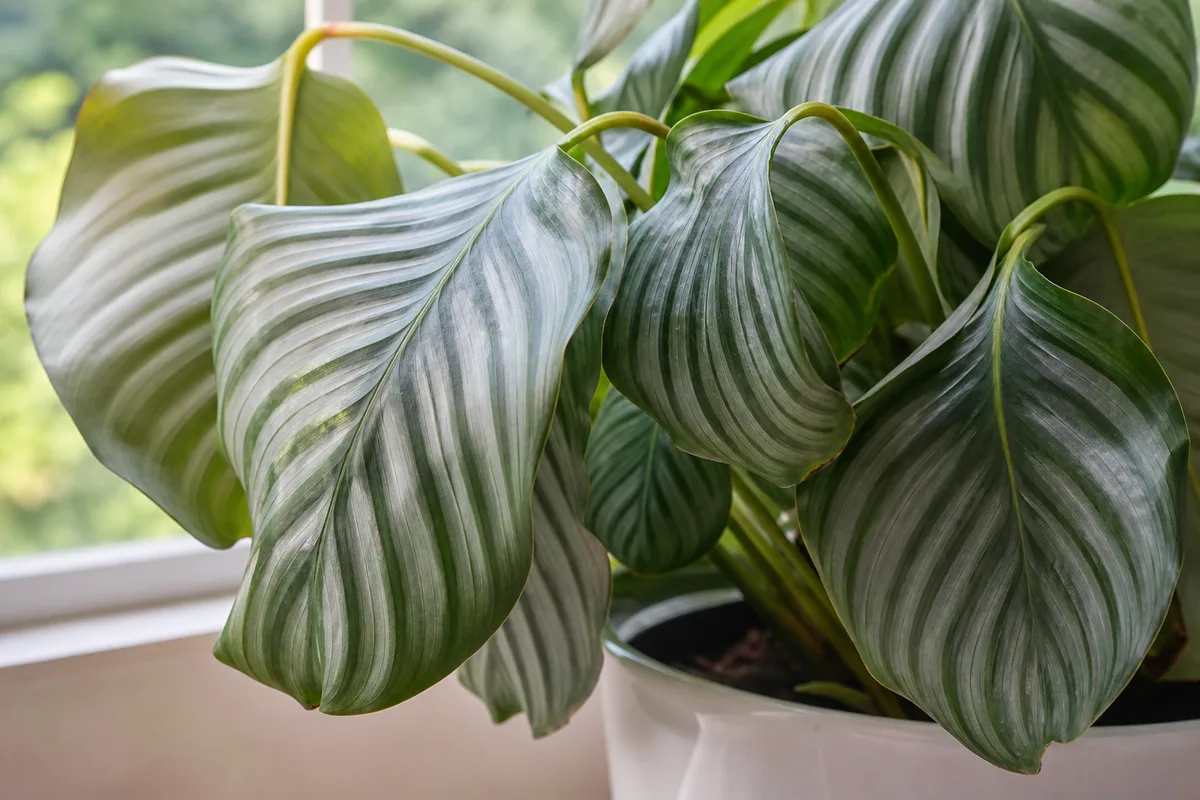 Close-up of Drooping Leaves on Calathea Orbifolia - diagnostic detail