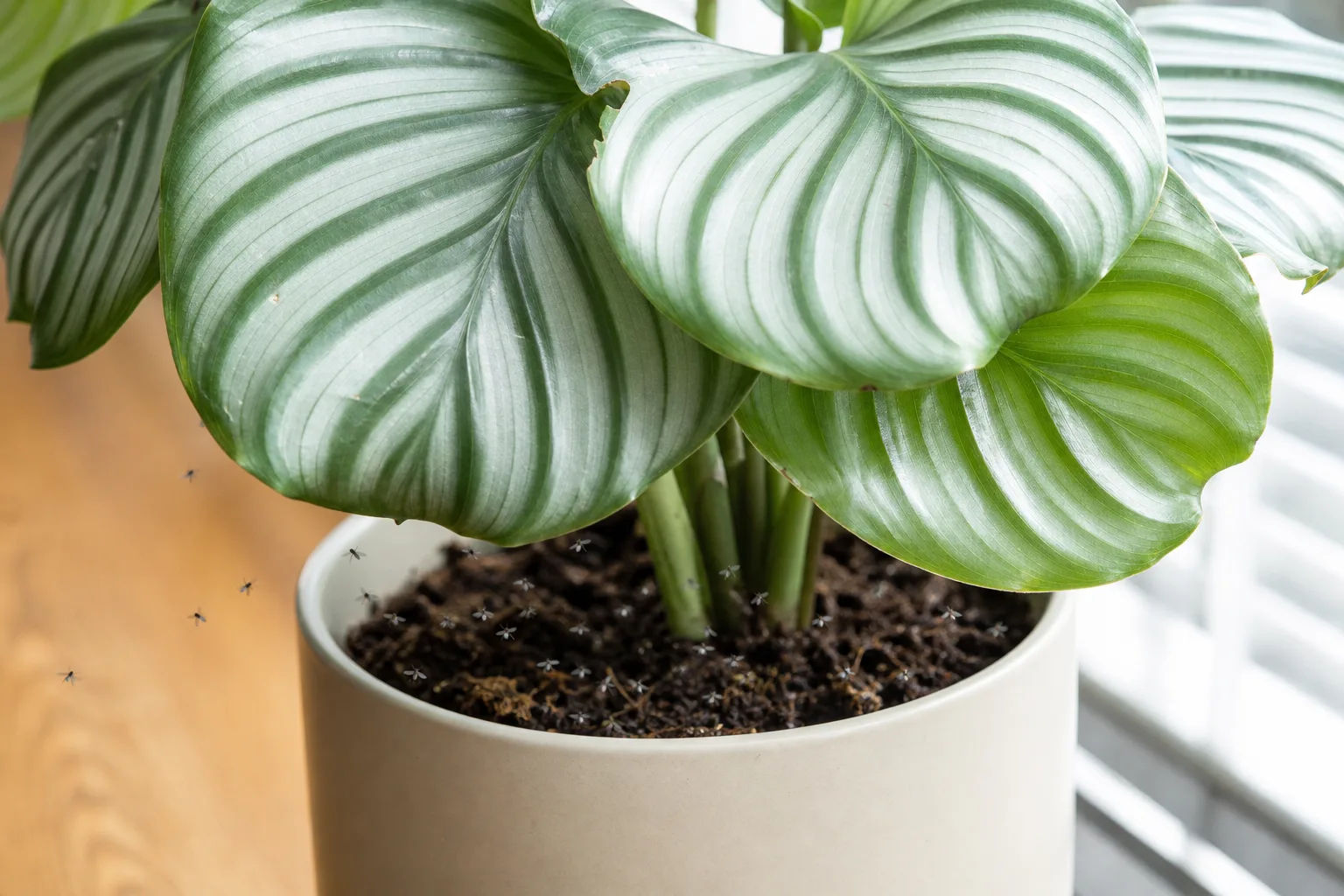 Fungus Gnats on Calathea Orbifolia - visible symptom on the plant