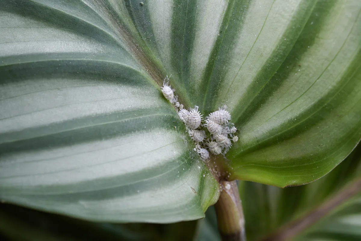 Close-up of Mealybugs on Calathea Orbifolia - diagnostic detail