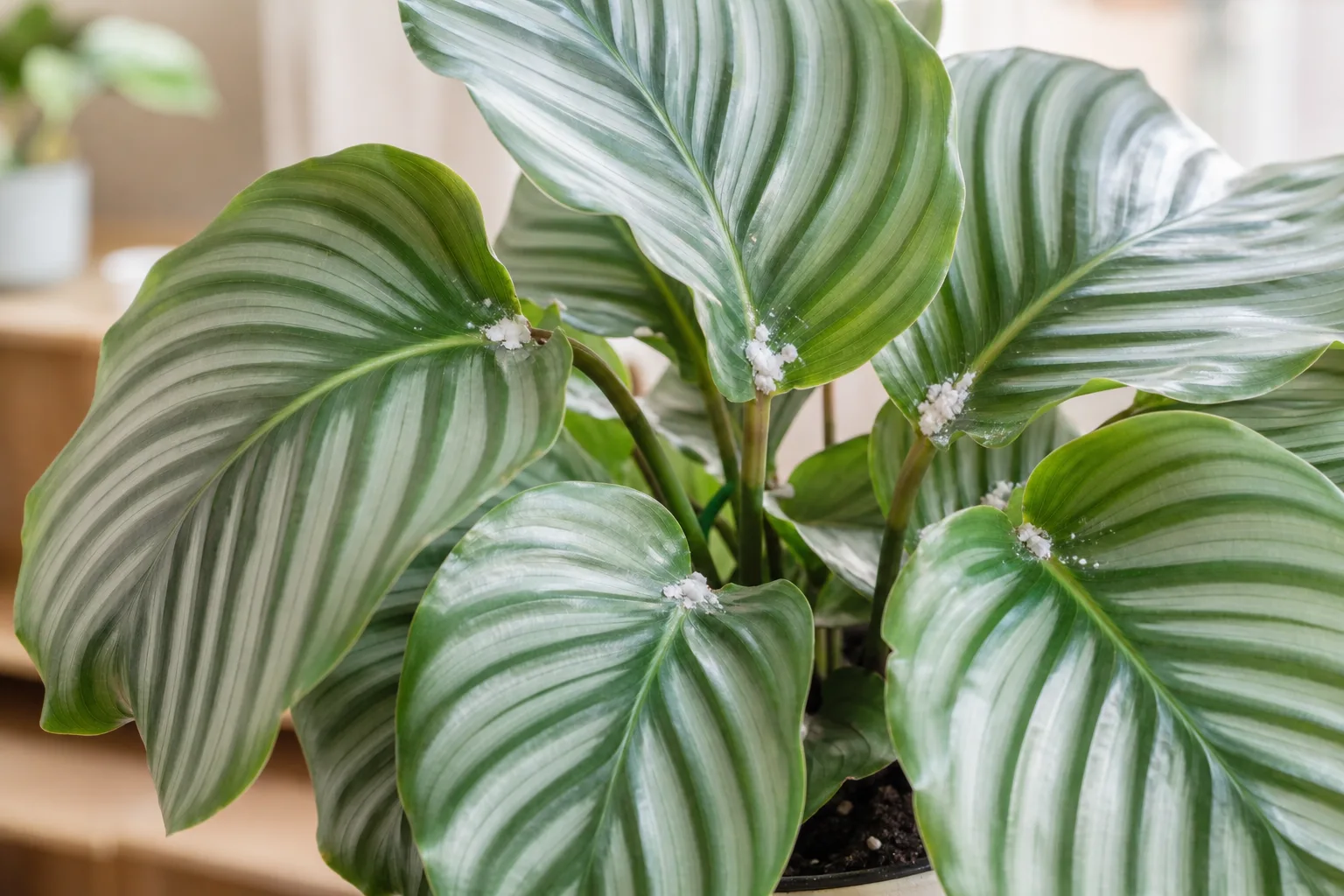 Mealybugs on Calathea Orbifolia - visible symptom on the plant