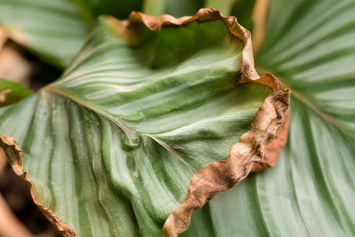 Close-up of underwatering on Calathea Orbifolia - inward-curling leaf with crisp brown dry margins