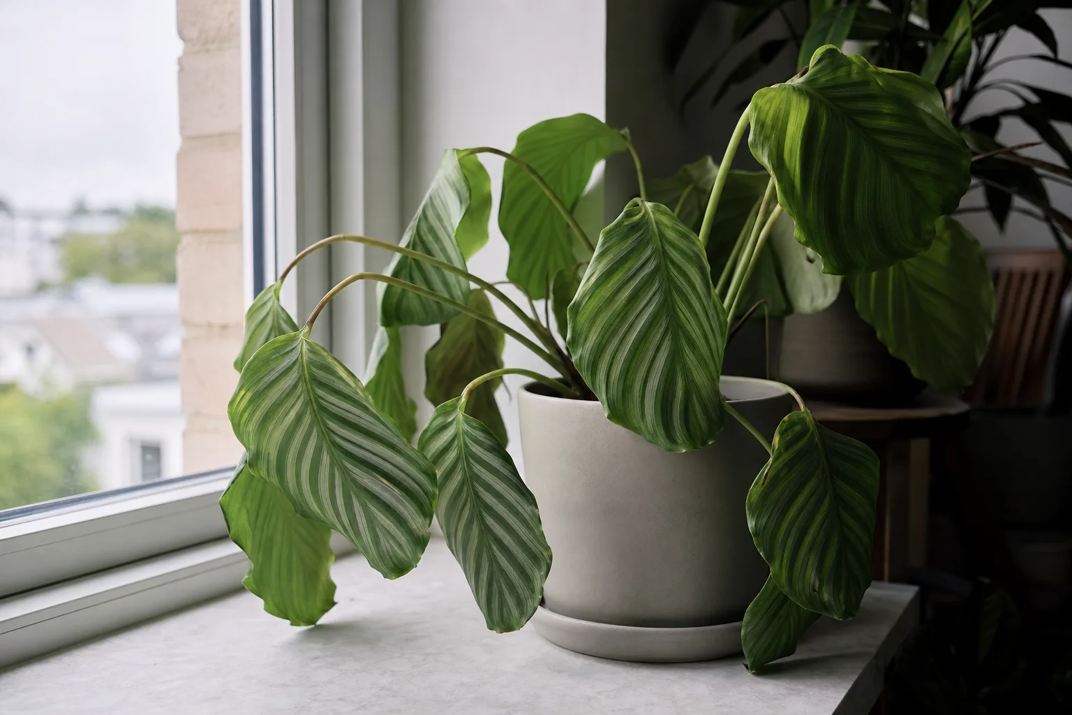 Wilting on Calathea Orbifolia - visible symptom on the plant