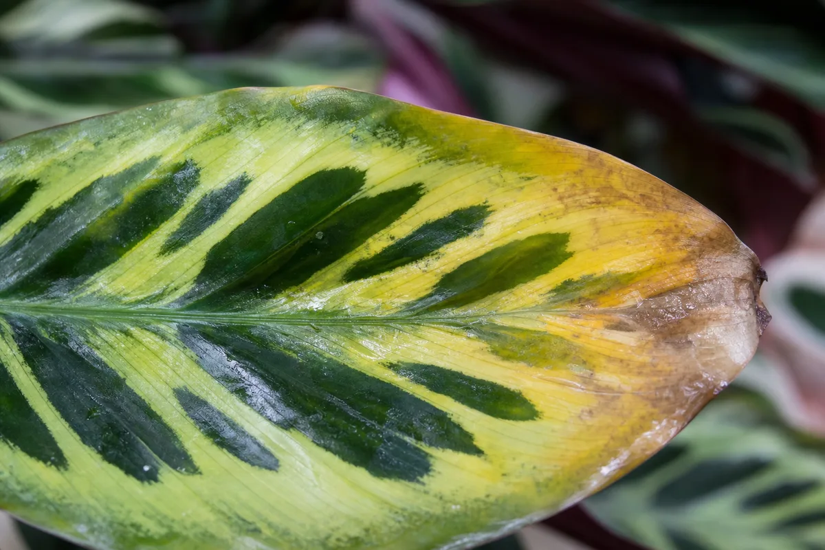 Close-up of Overwatering on Calathea - diagnostic detail