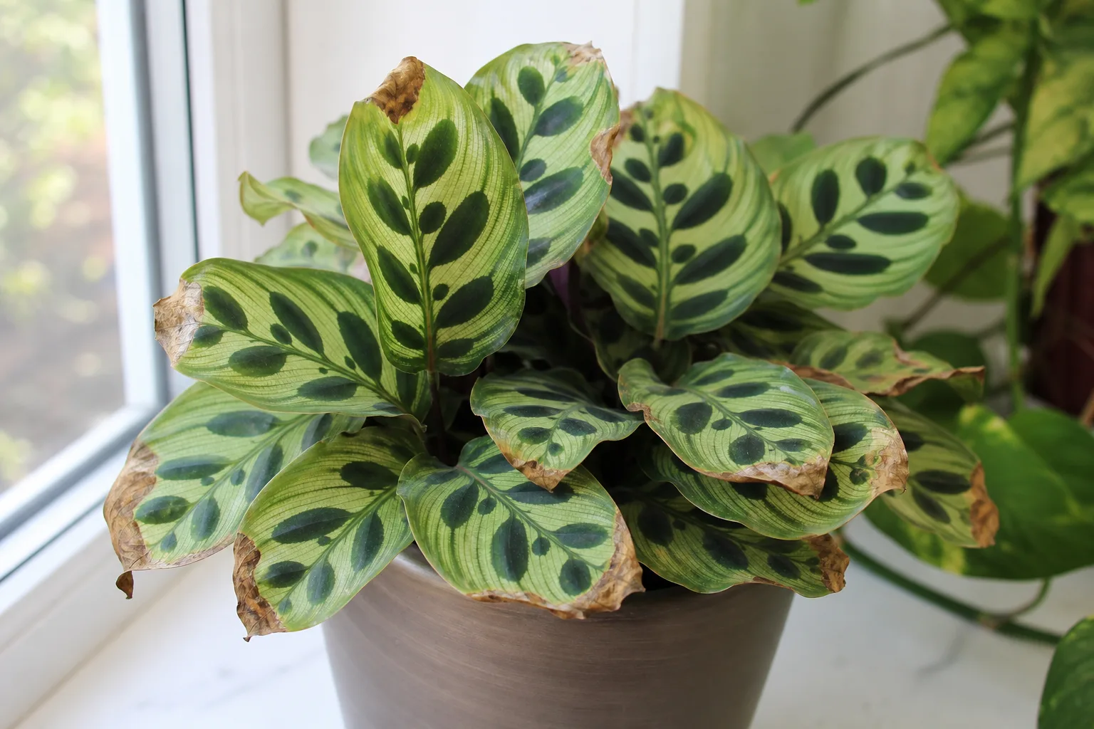 Brown Tips on Calathea Peacock Plant - visible symptom on the plant