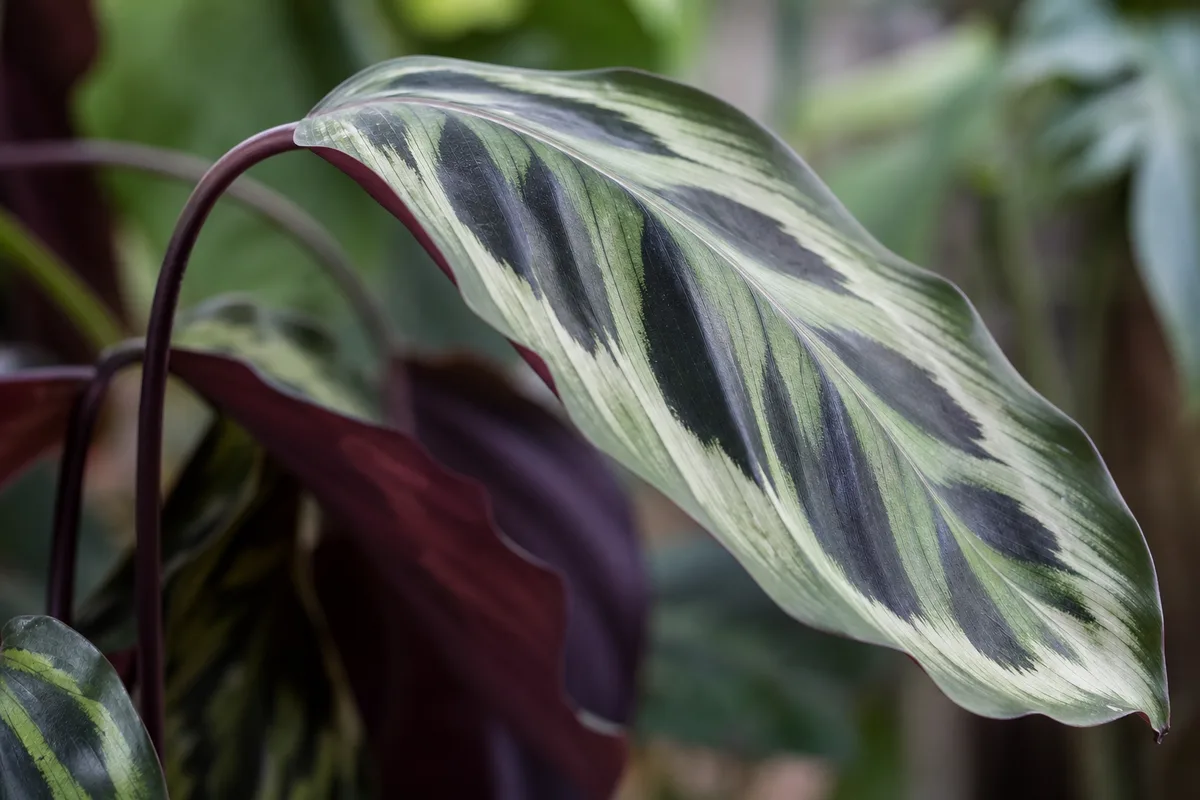 Close-up of Drooping Leaves on Calathea Peacock Plant - diagnostic detail