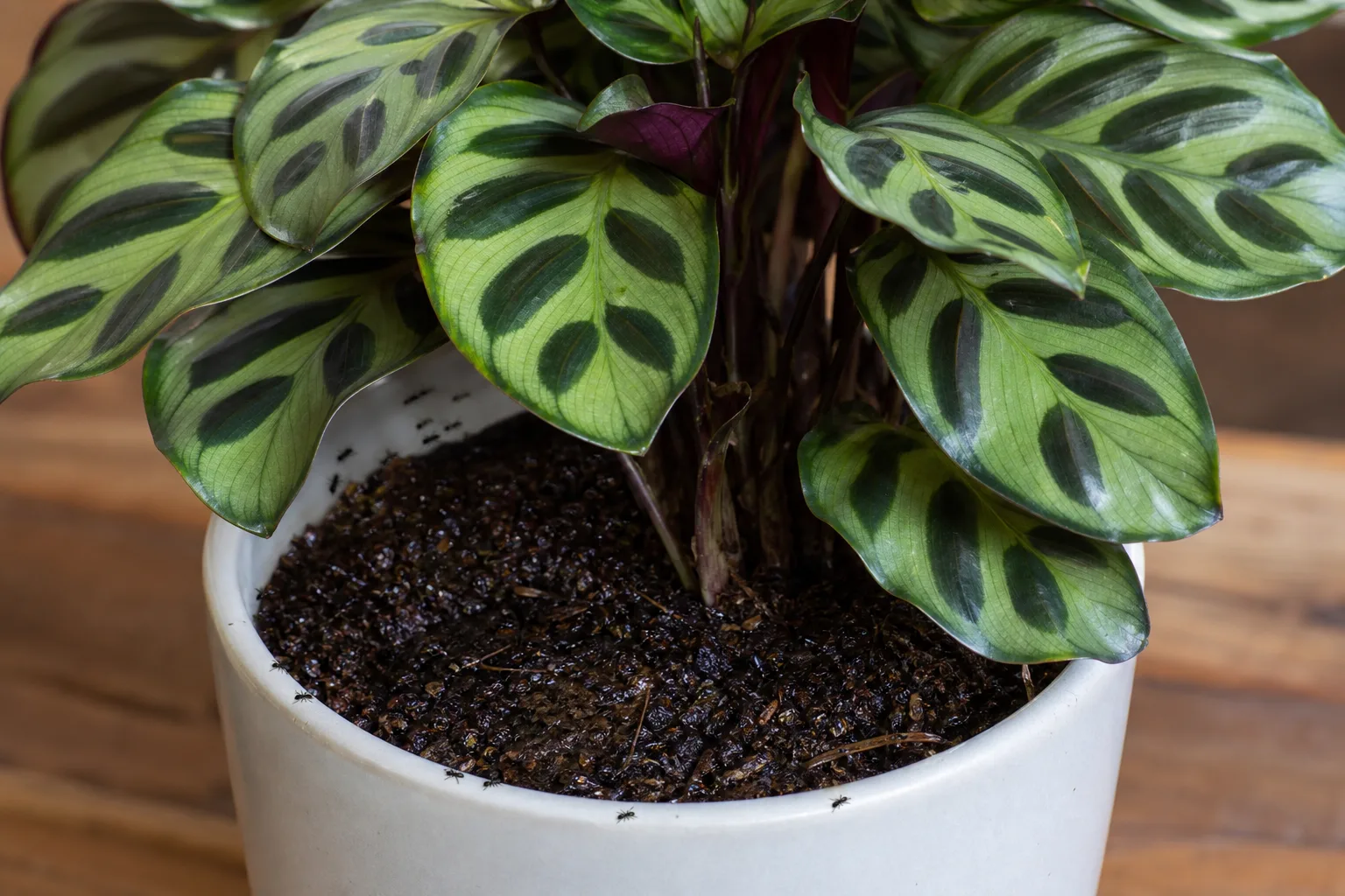 Fungus Gnats on Calathea Peacock Plant - visible symptom on the plant