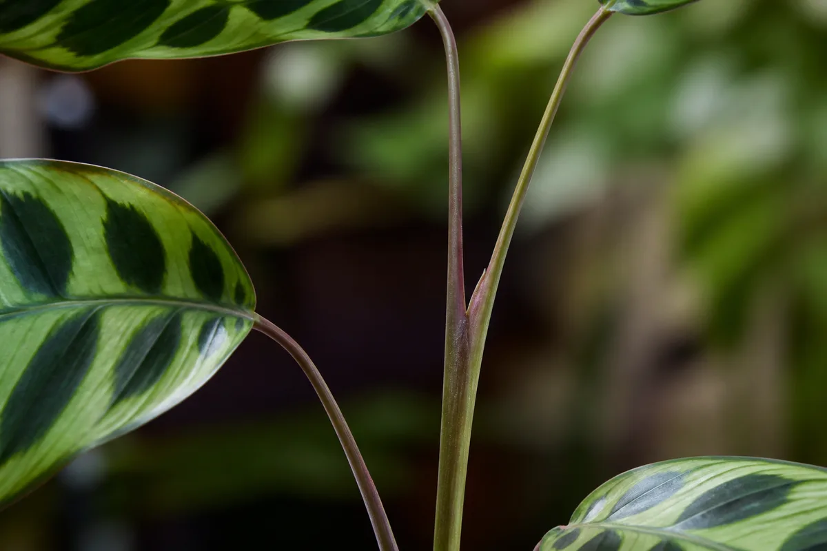 Close-up of Leggy Growth on Calathea Peacock Plant - diagnostic detail