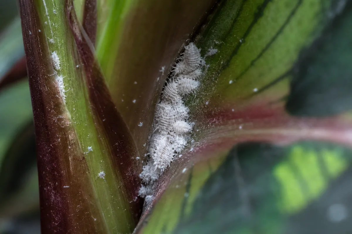 Close-up of Mealybugs on Calathea Peacock Plant - diagnostic detail