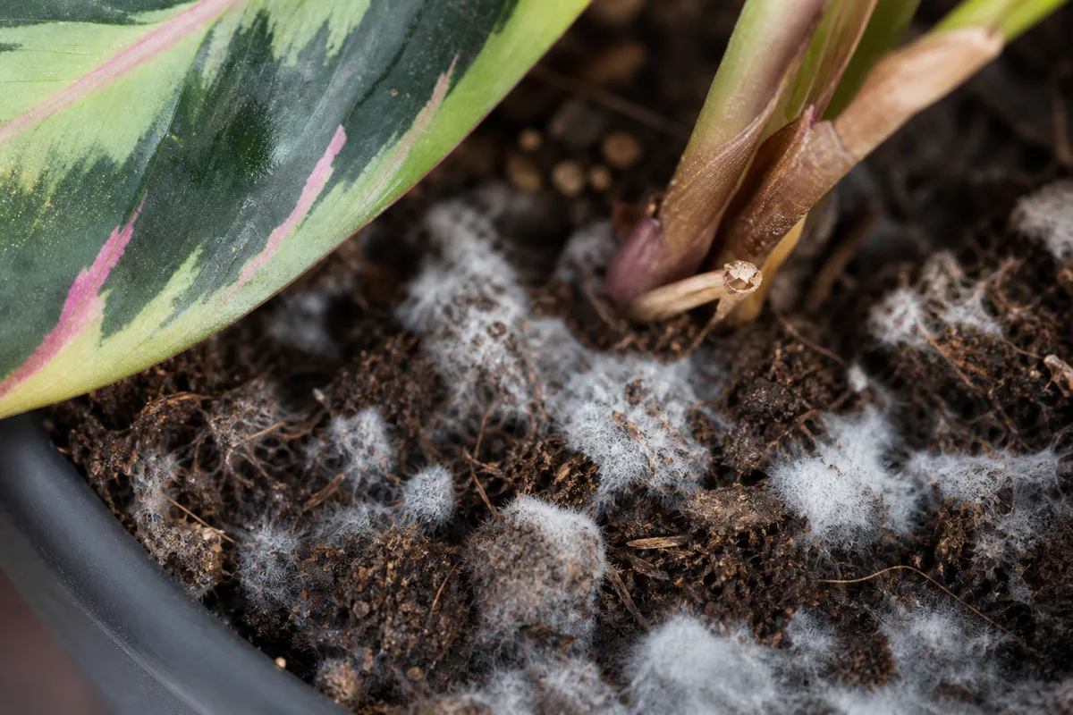 Close-up of Mold on Soil on Calathea Peacock Plant - diagnostic detail