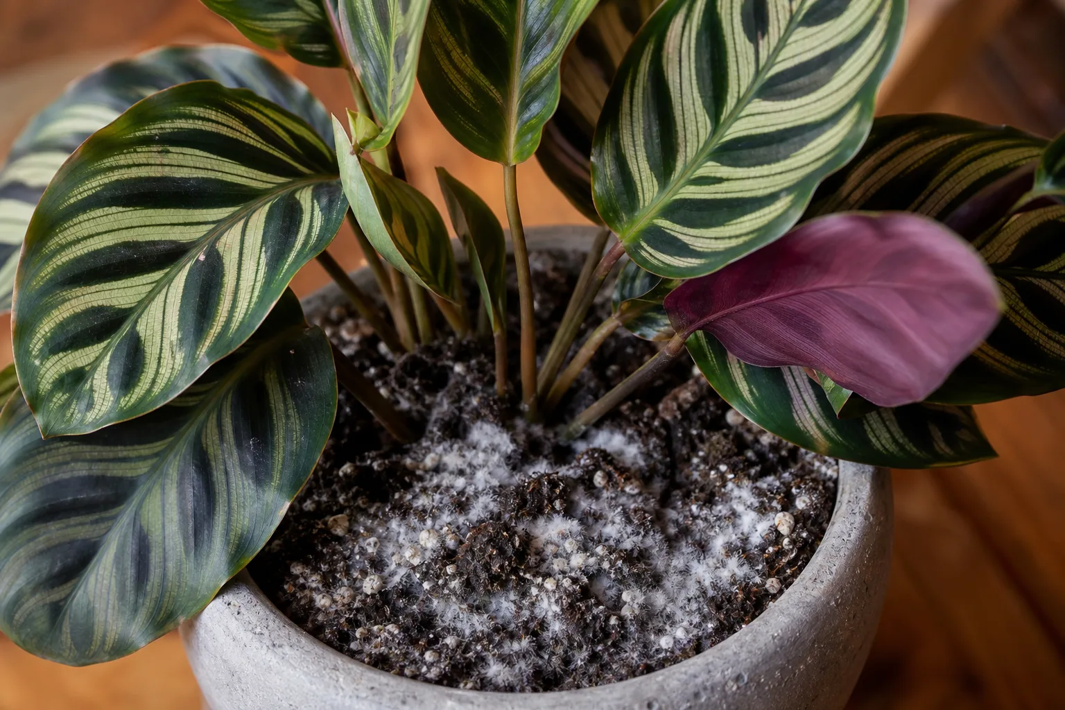 Mold on Soil on Calathea Peacock Plant - visible symptom on the plant