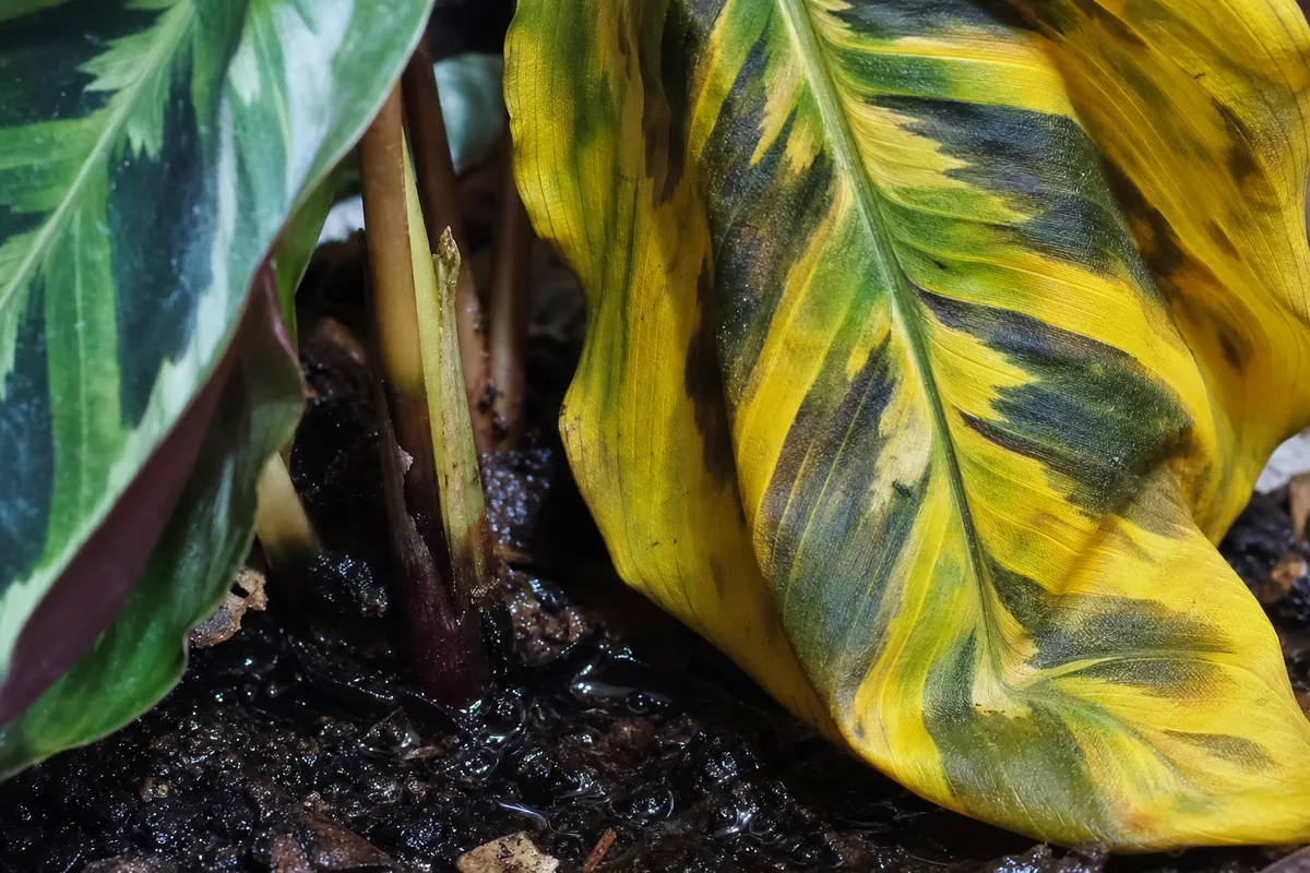 Close-up of Overwatering on Calathea Peacock Plant - diagnostic detail