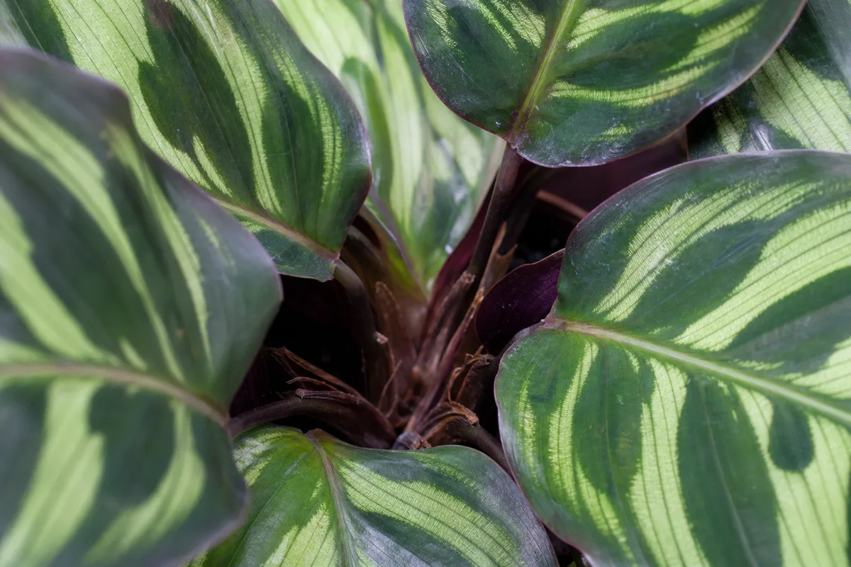 Close-up of Slow Growth on Calathea Peacock Plant - diagnostic detail