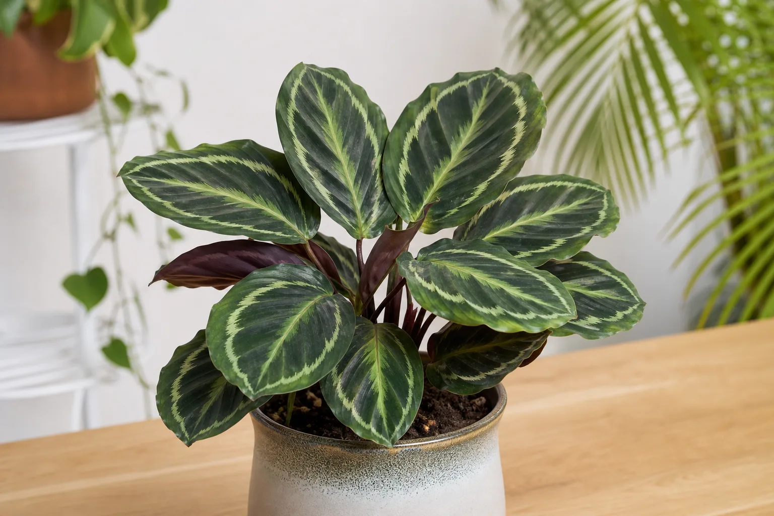 Slow Growth on Calathea Peacock Plant - visible symptom on the plant