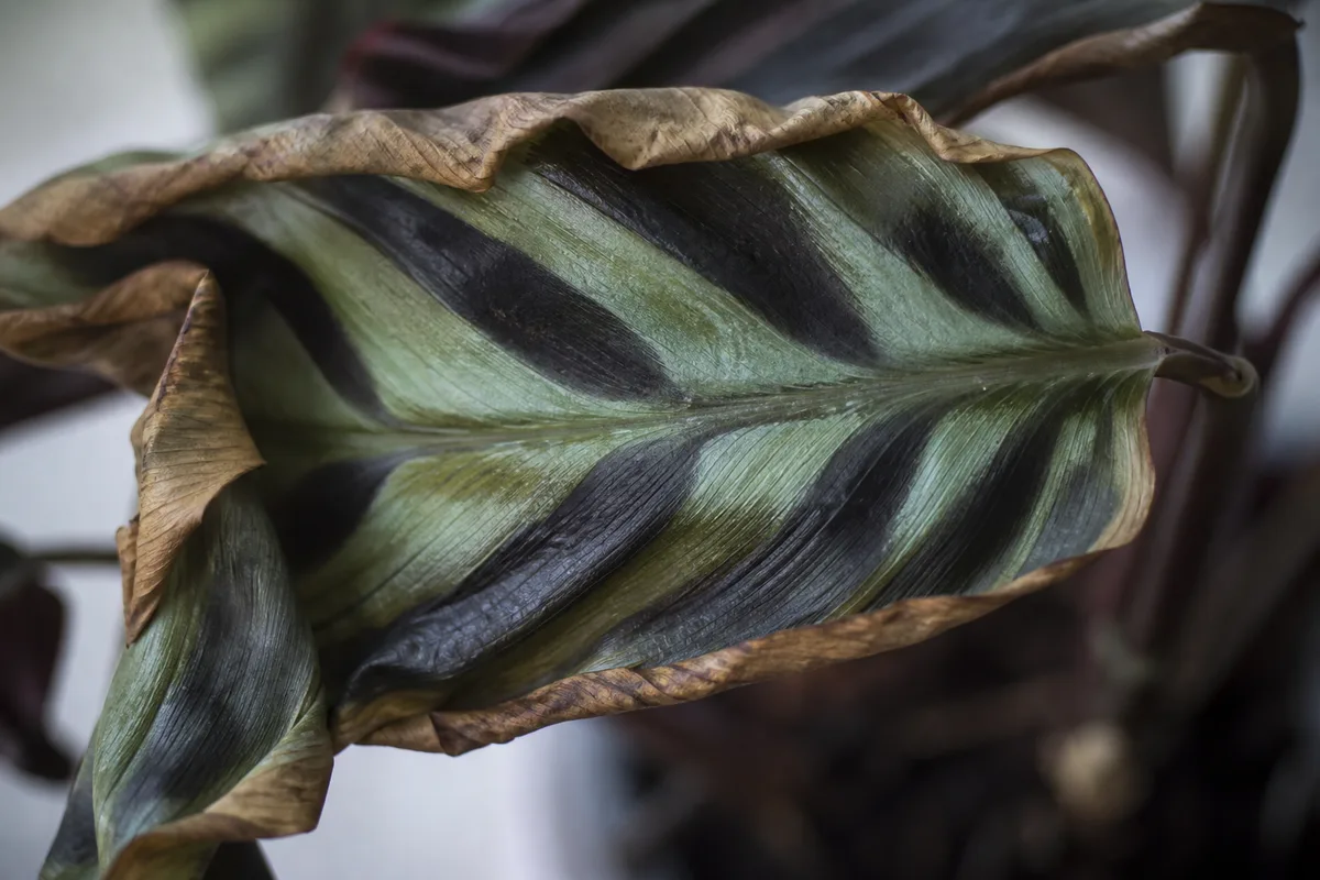 Close-up of Underwatering on Calathea Peacock Plant - diagnostic detail