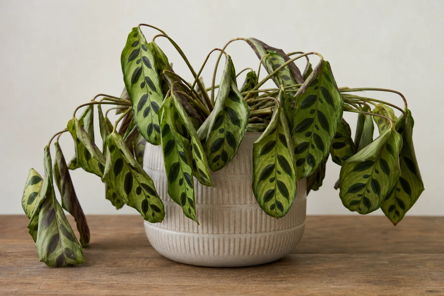 Wilting on Calathea Peacock Plant - visible symptom on the plant