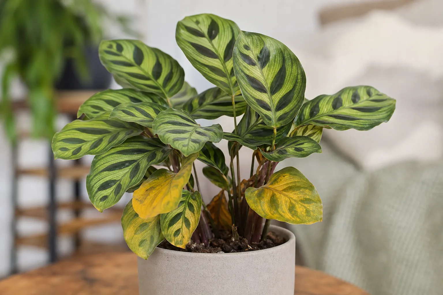 Yellow Leaves on Calathea Peacock Plant - visible symptom on the plant