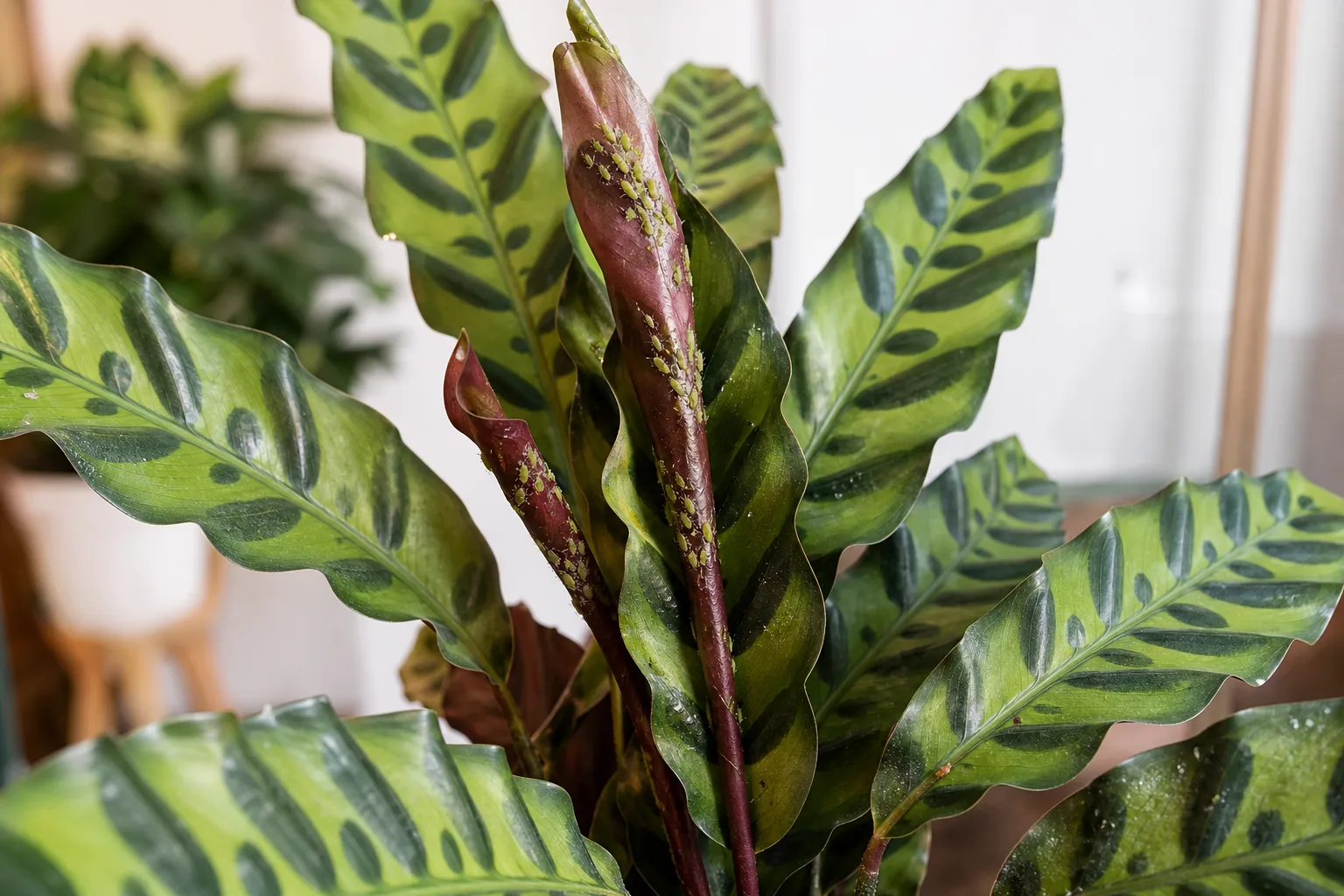 Aphids on Calathea Rattlesnake - pear-shaped insects on rolled new leaves with honeydew on wavy blades