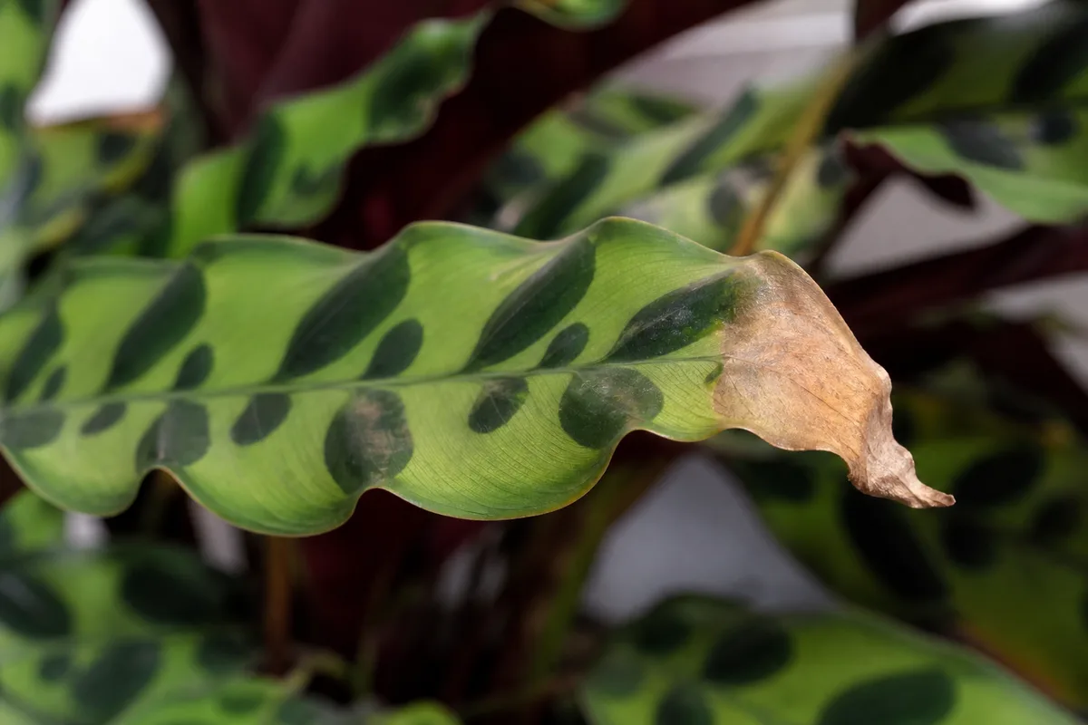 Close-up of Brown Tips on Calathea Rattlesnake - diagnostic detail
