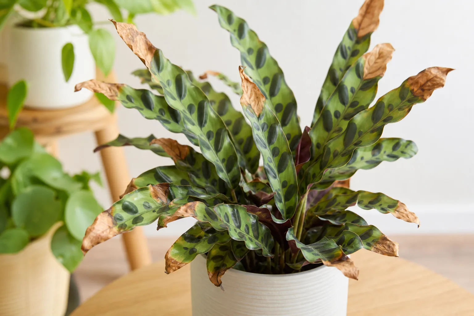 Brown Tips on Calathea Rattlesnake - visible symptom on the plant