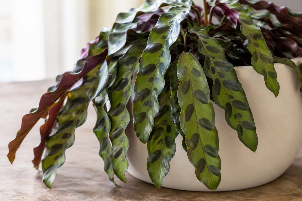 Close-up of Drooping Leaves on Calathea Rattlesnake - diagnostic detail