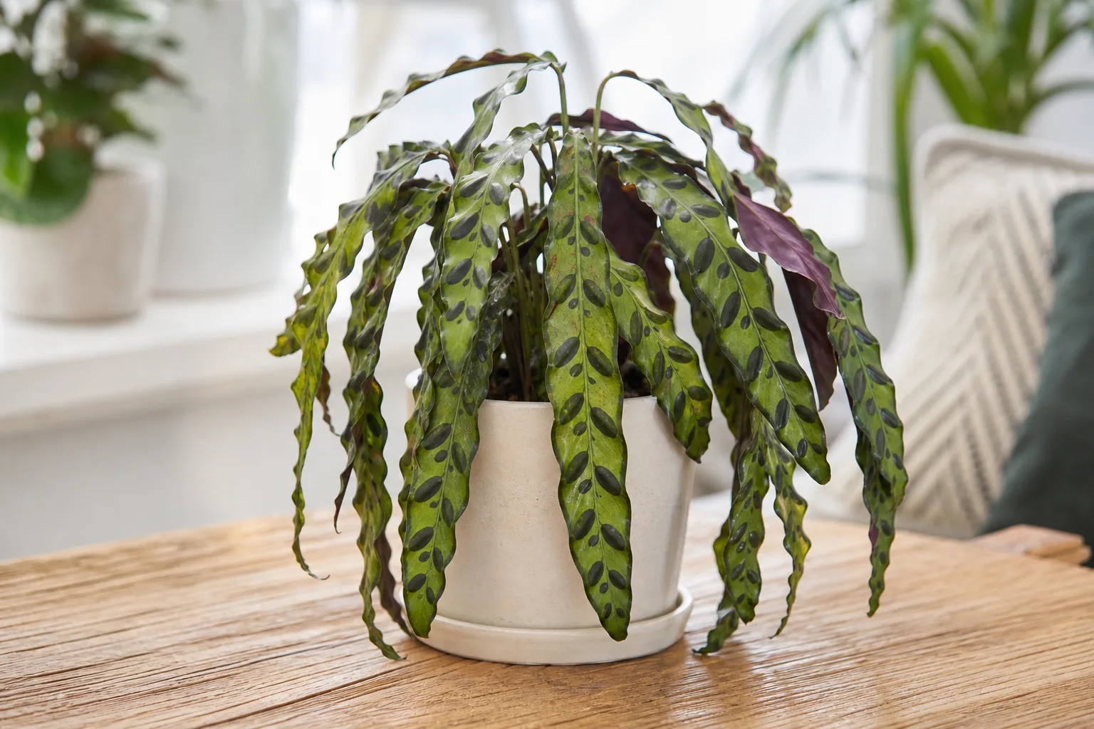 Drooping Leaves on Calathea Rattlesnake - visible symptom on the plant