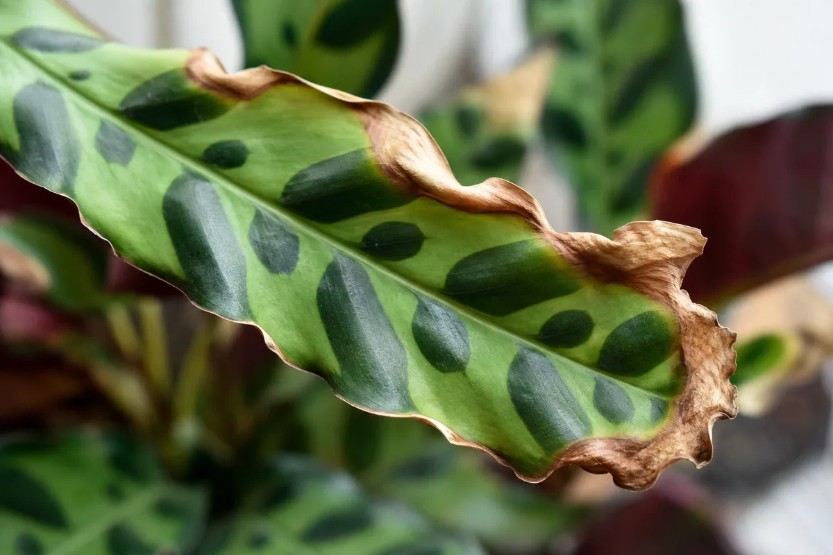 Close-up of Low Humidity on Calathea Rattlesnake - diagnostic detail