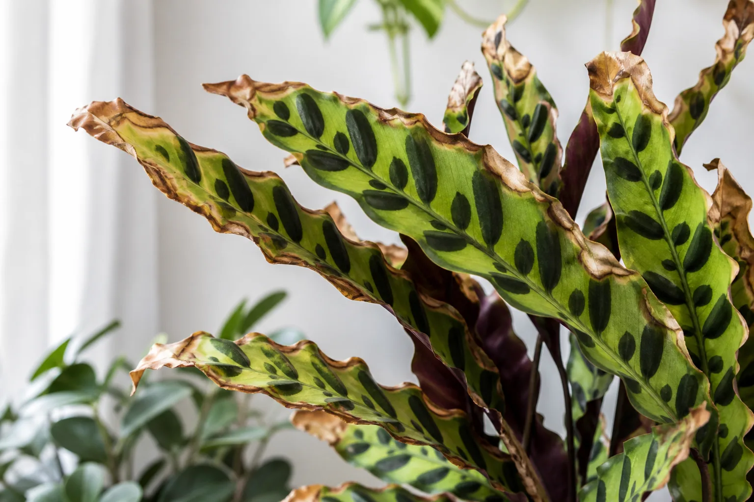 Low Humidity on Calathea Rattlesnake - visible symptom on the plant