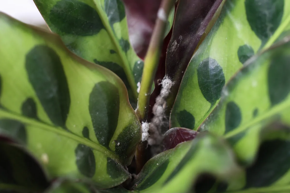 Close-up of Mealybugs on Calathea Rattlesnake - diagnostic detail