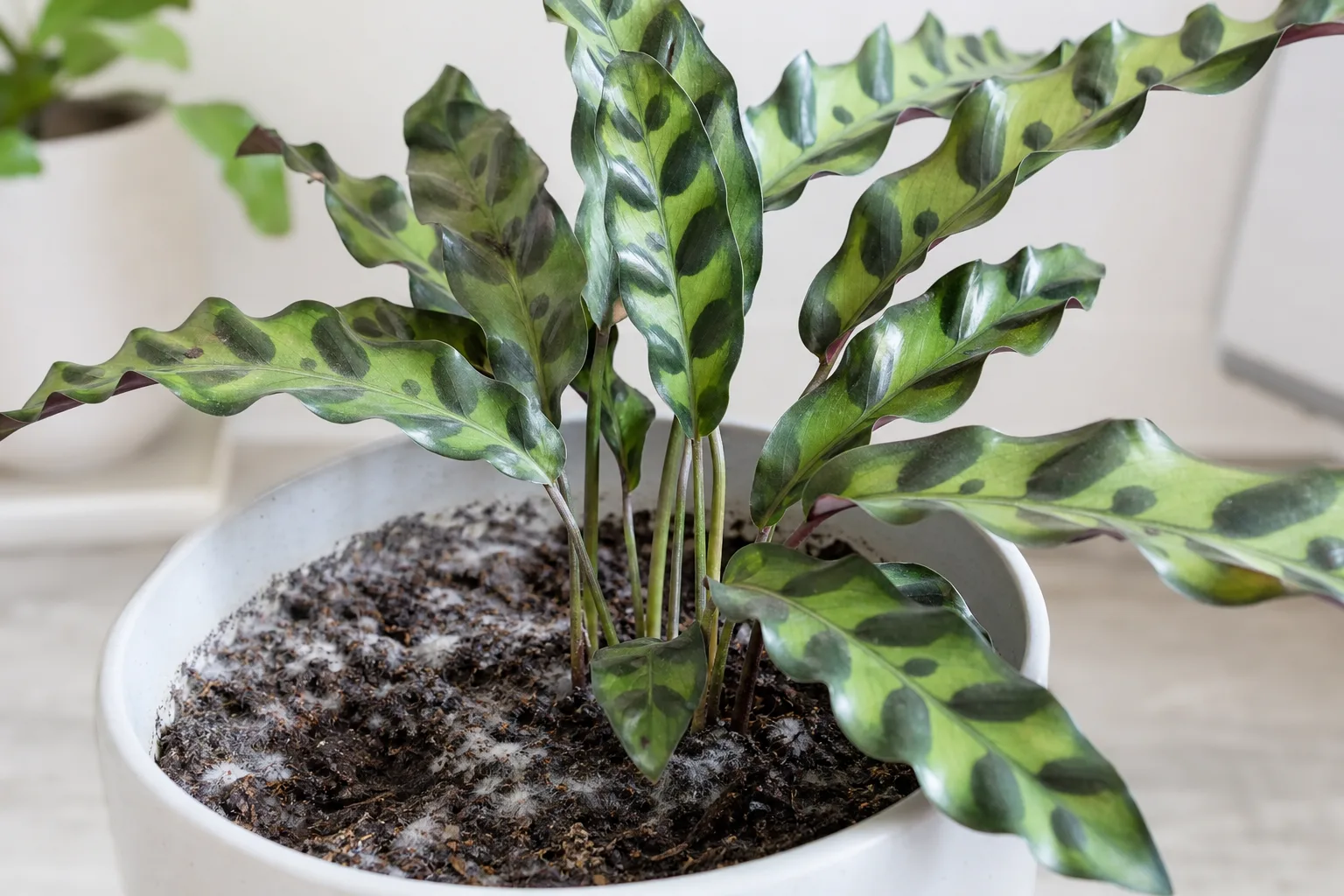 Mold on Soil on Calathea Rattlesnake - visible symptom on the plant