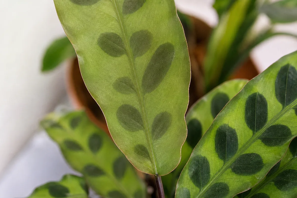 Close-up of low light on Calathea Rattlesnake - washed-out dull dark oval markings on a narrow new leaf