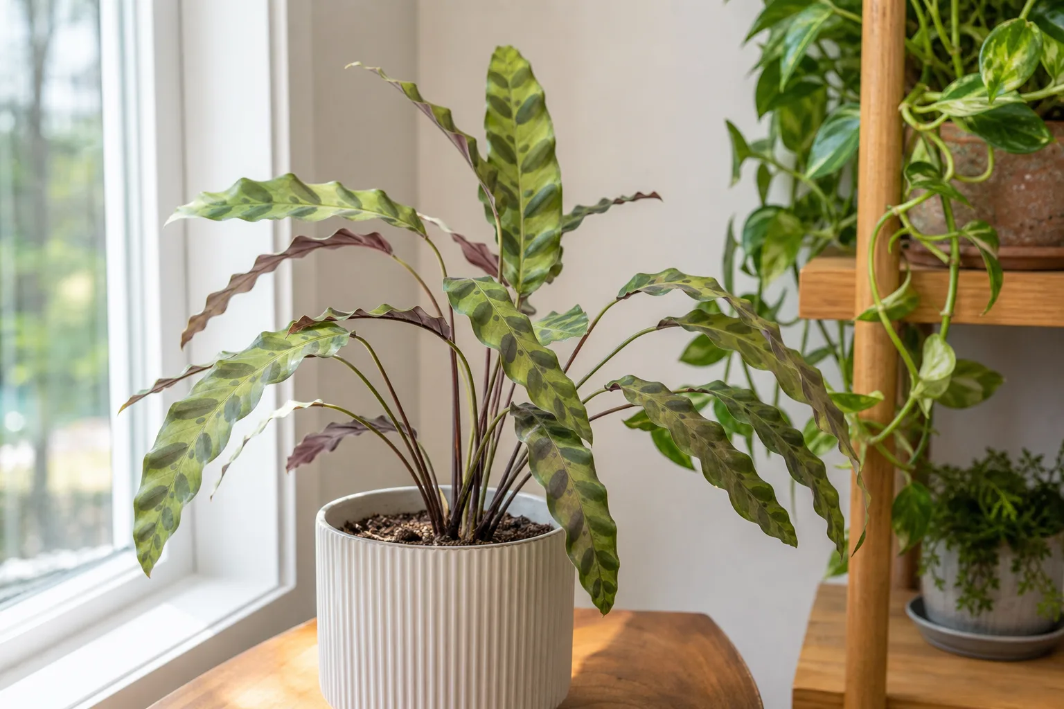 Not enough light on Calathea Rattlesnake - faded dark oval markings and long thin petioles